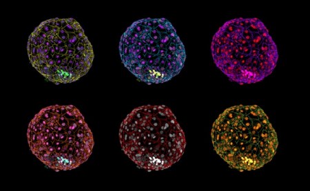 web_embryo_rockefeller-univ