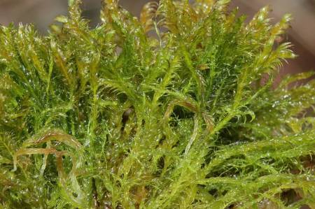 floating_hook_moss-860x0_q70_crop-smart